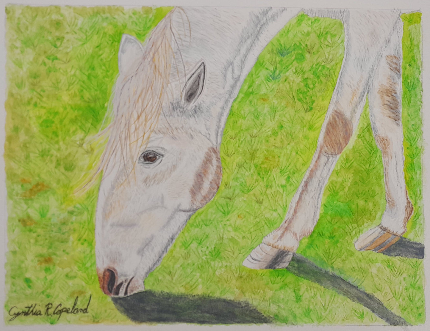 Wild Horse Of Shawnee Creek